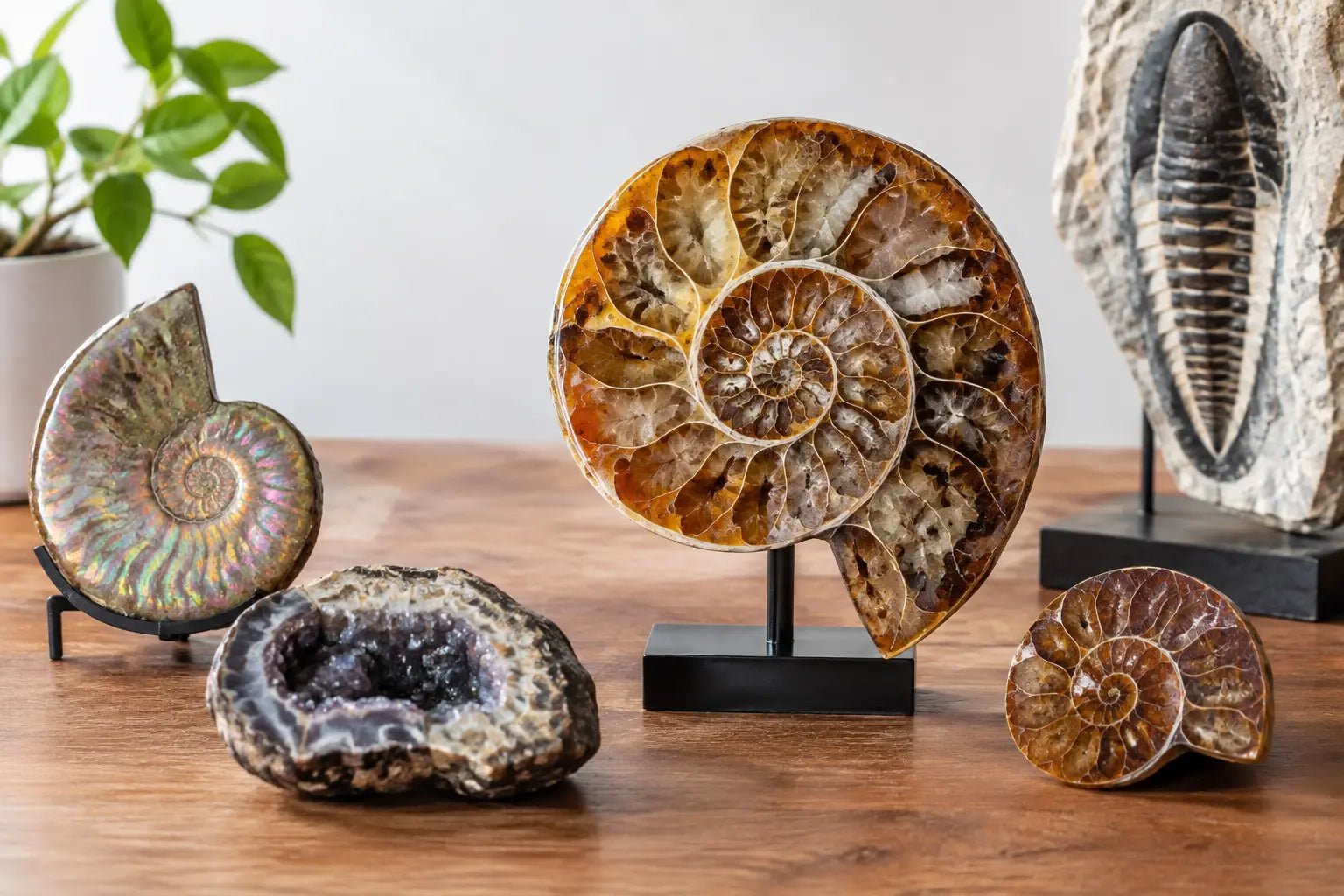 How to Display Gemstone Fossils Beautifully - Larimar Creations