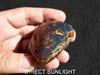 Dominican raw blue amber gemstone