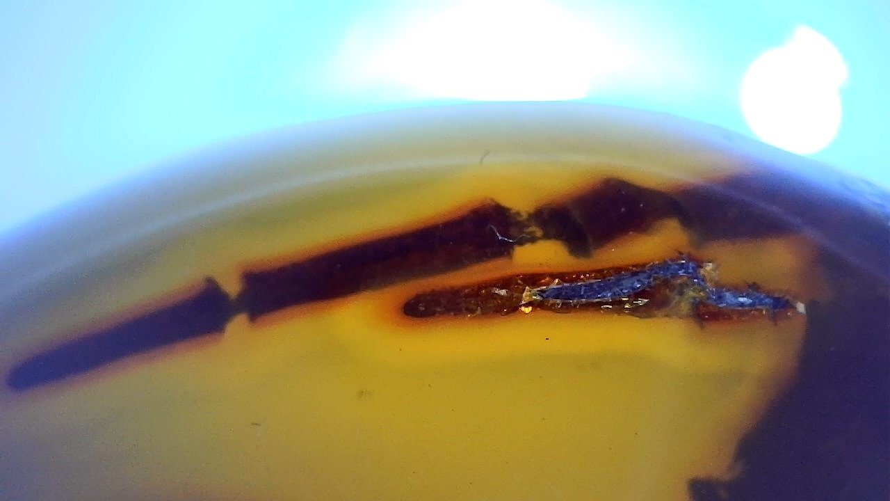 Authentic Dominican Green/Blue Amber with Vegetable Fossil - Larimar Creations