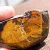 Dominican Green Amber Fossil Insects Wings