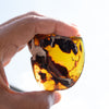 Dominican Green Amber Vegetable Fossil