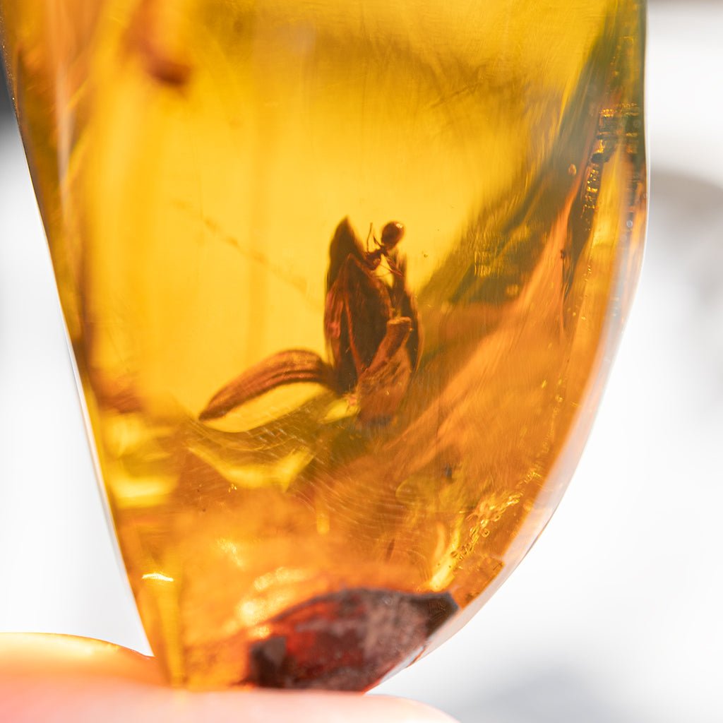 Dominican Green Amber Fossil Flower