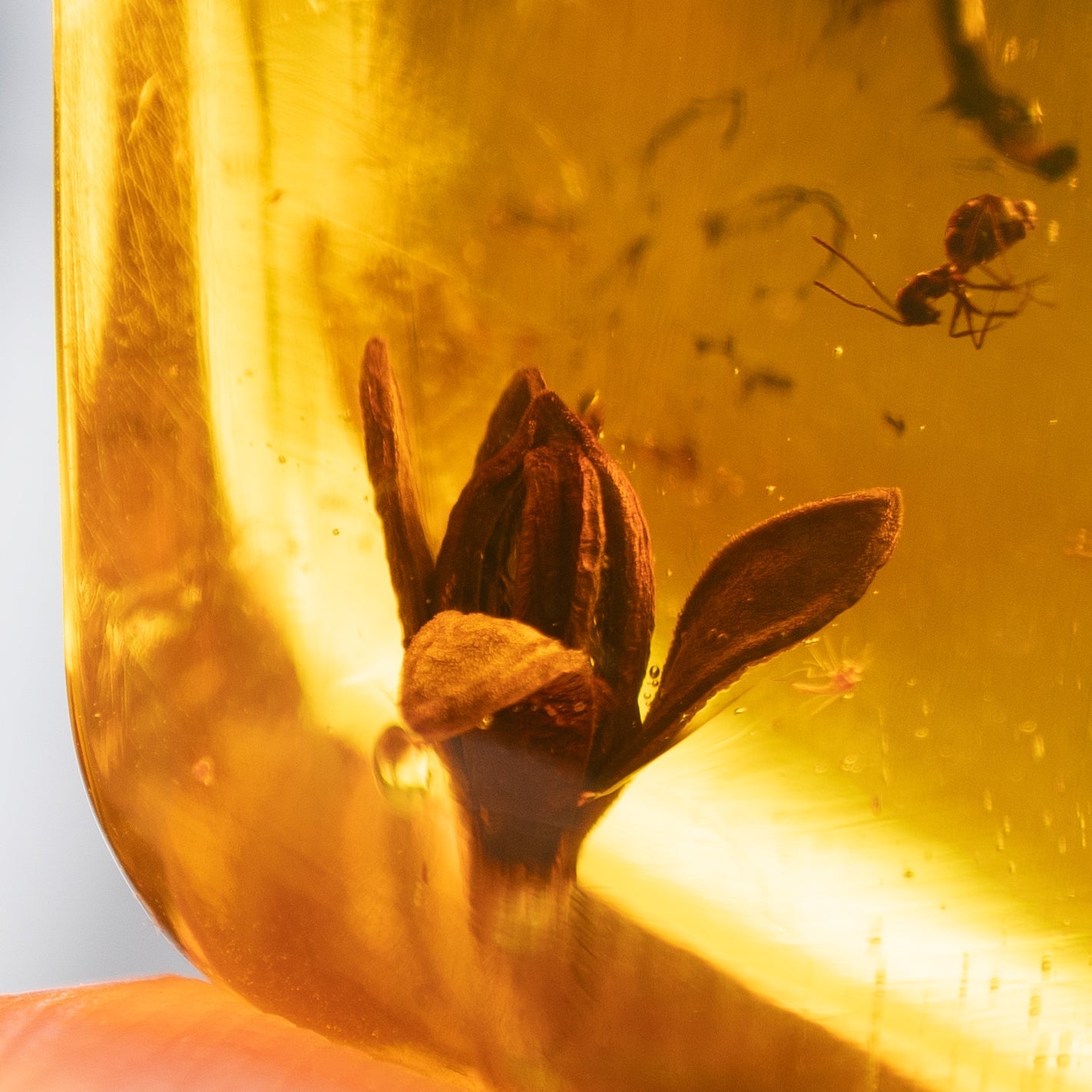 Dominican Green Amber Fossil Flower