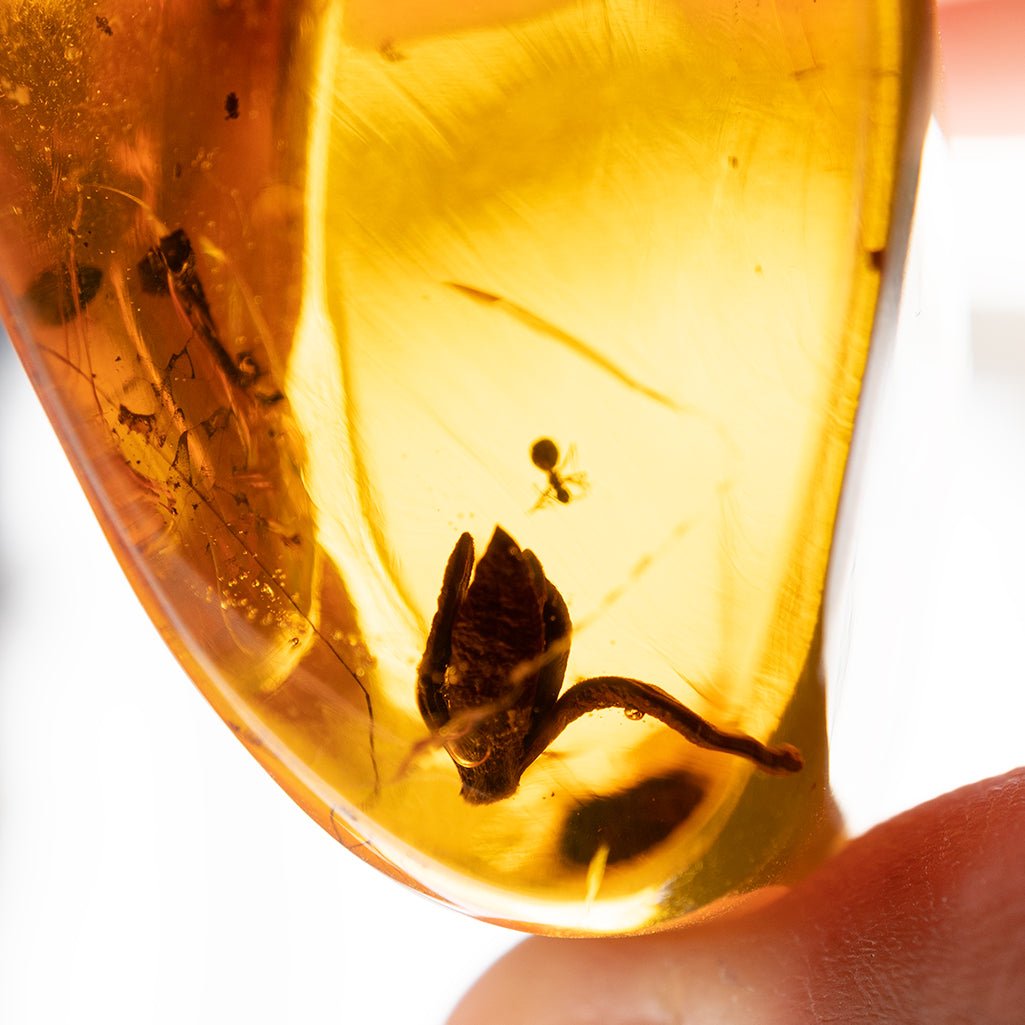Dominican Green Amber Fossil Flower