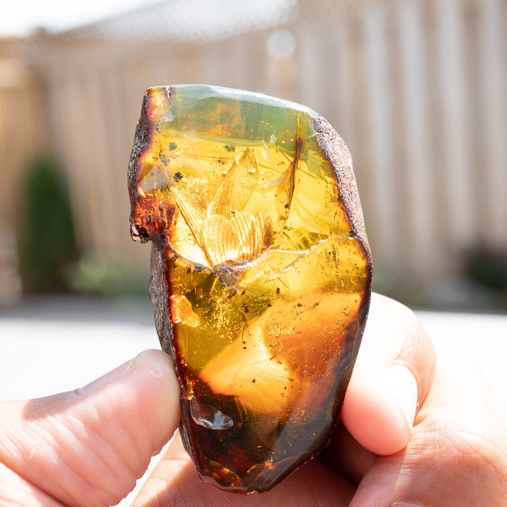 Dominican Green Amber Fossil Insects Wings