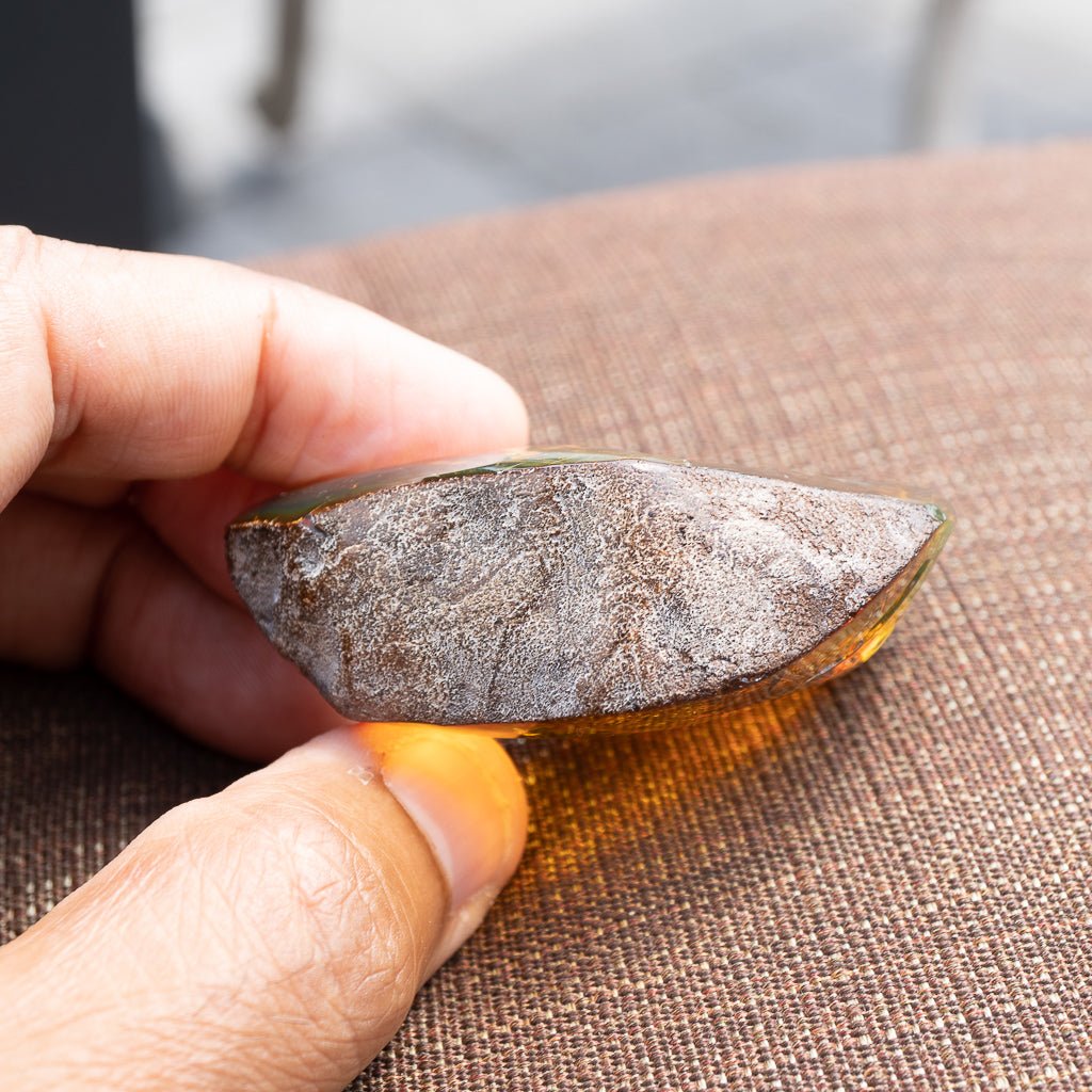 Dominican Green Amber Fossil Insects Wings