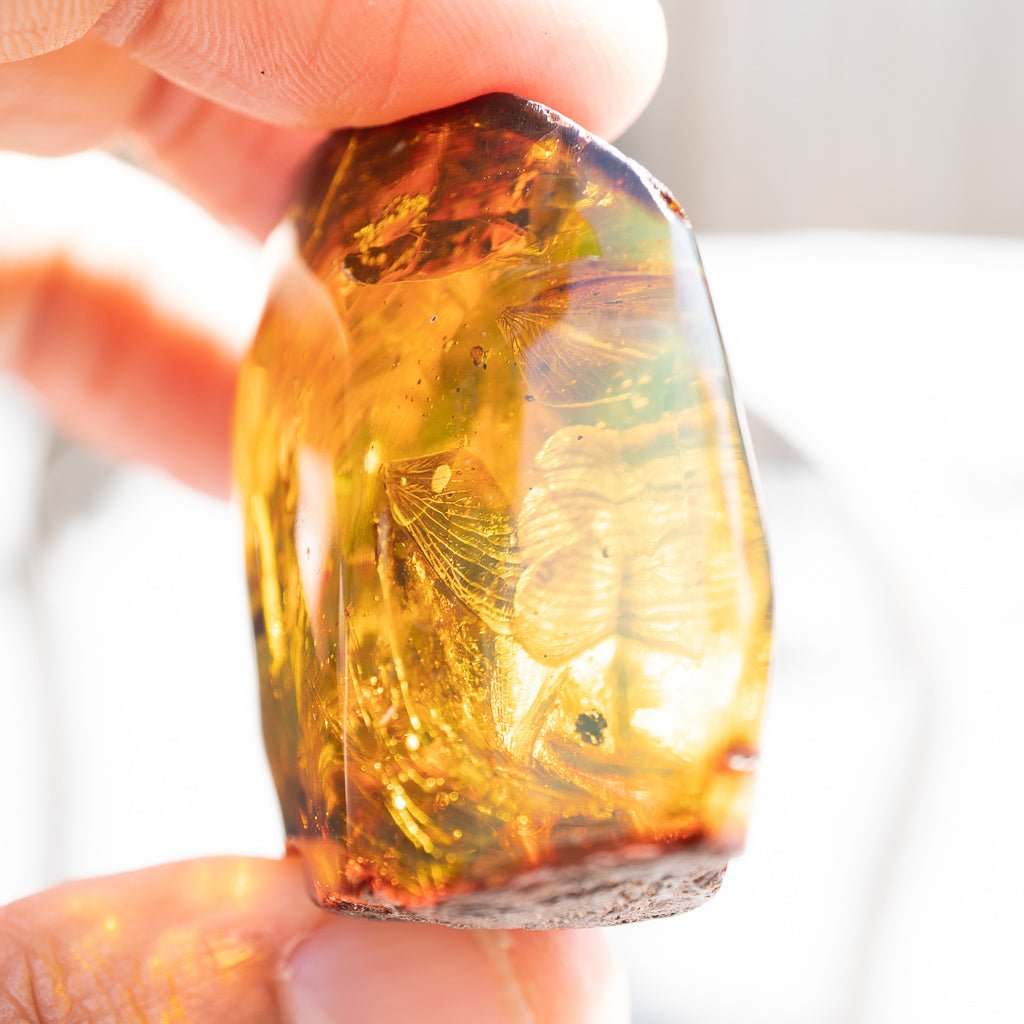 Dominican Green Amber Fossil Insects Wings