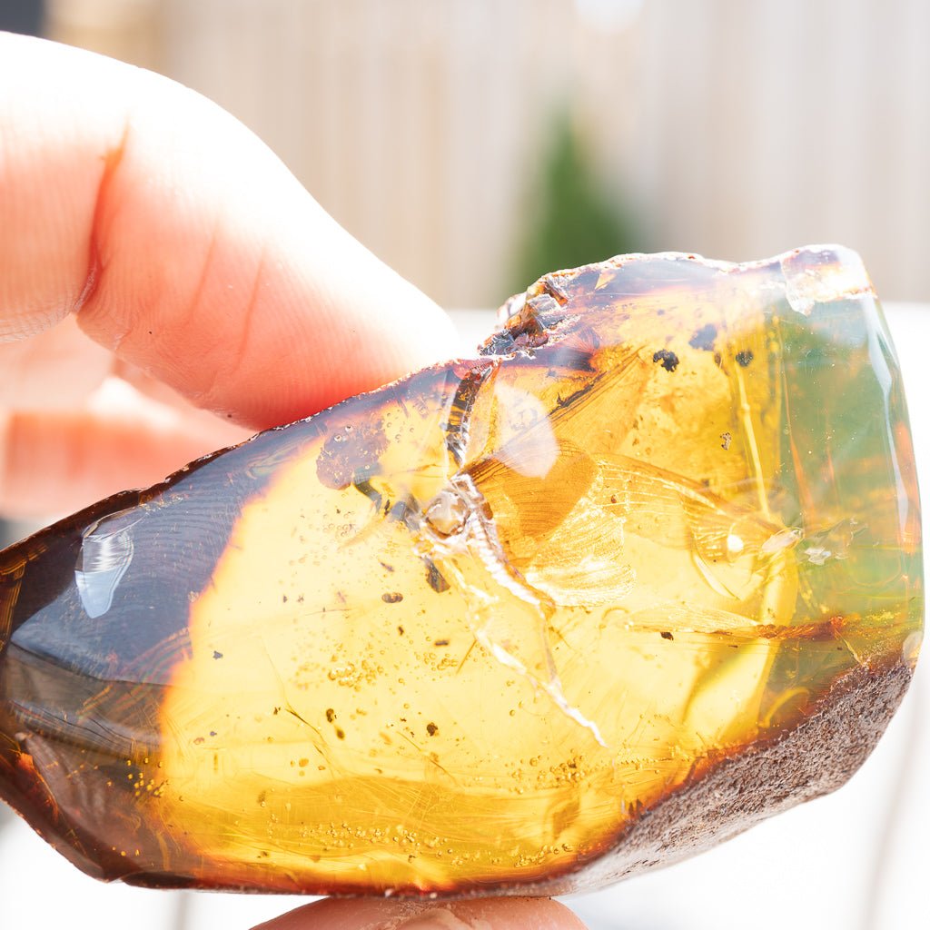 Dominican Green Amber Fossil Insects Wings