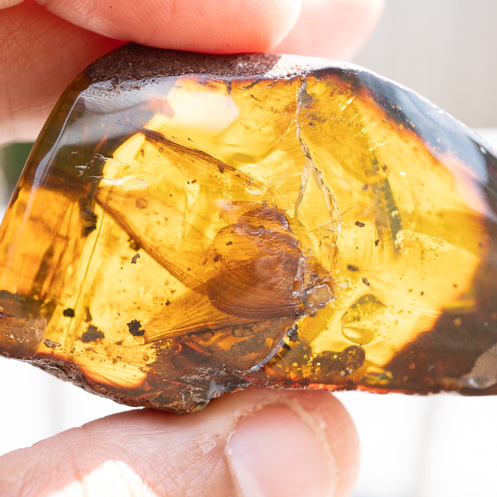 Dominican Green Amber Fossil Insects Wings