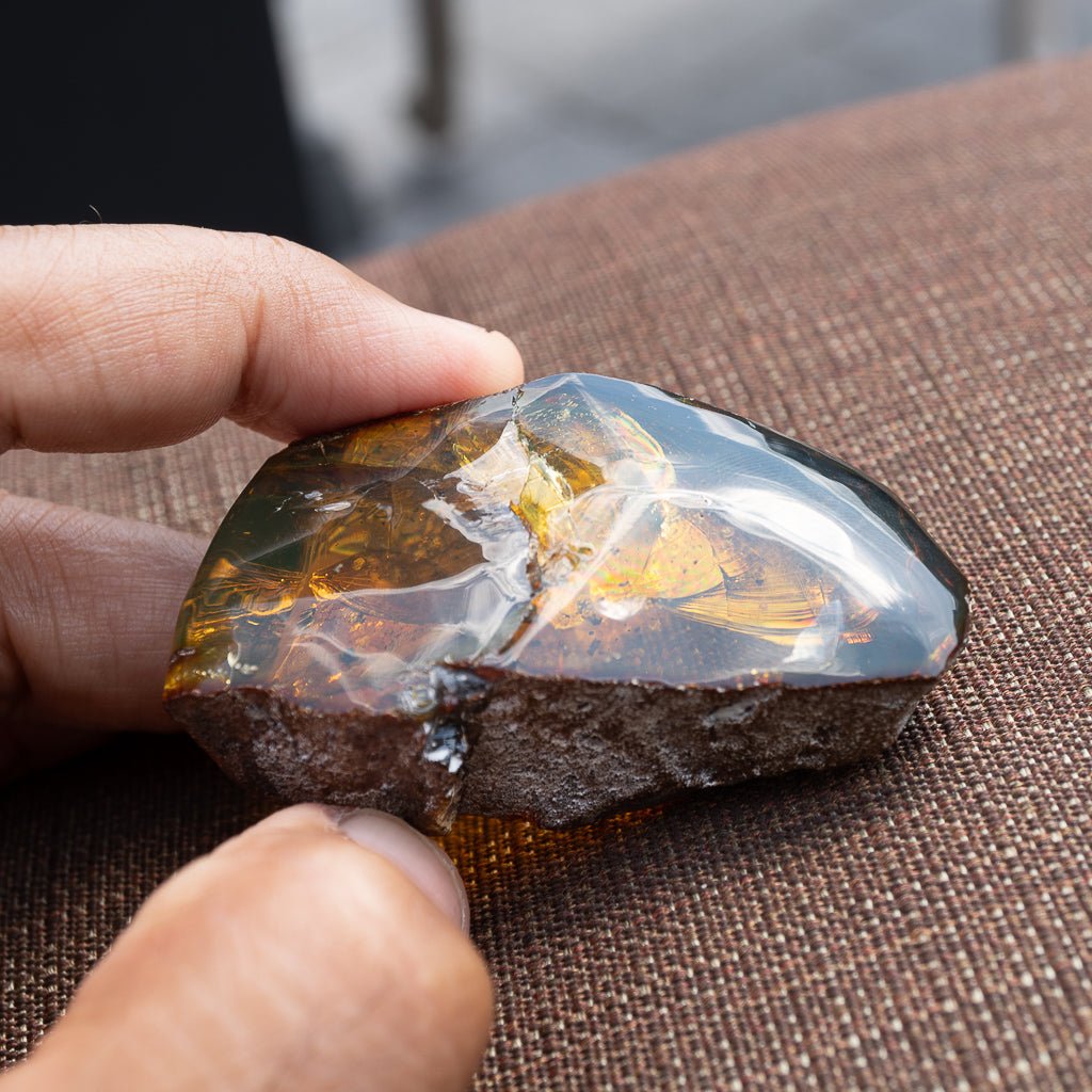 Dominican Green Amber Fossil Insects Wings
